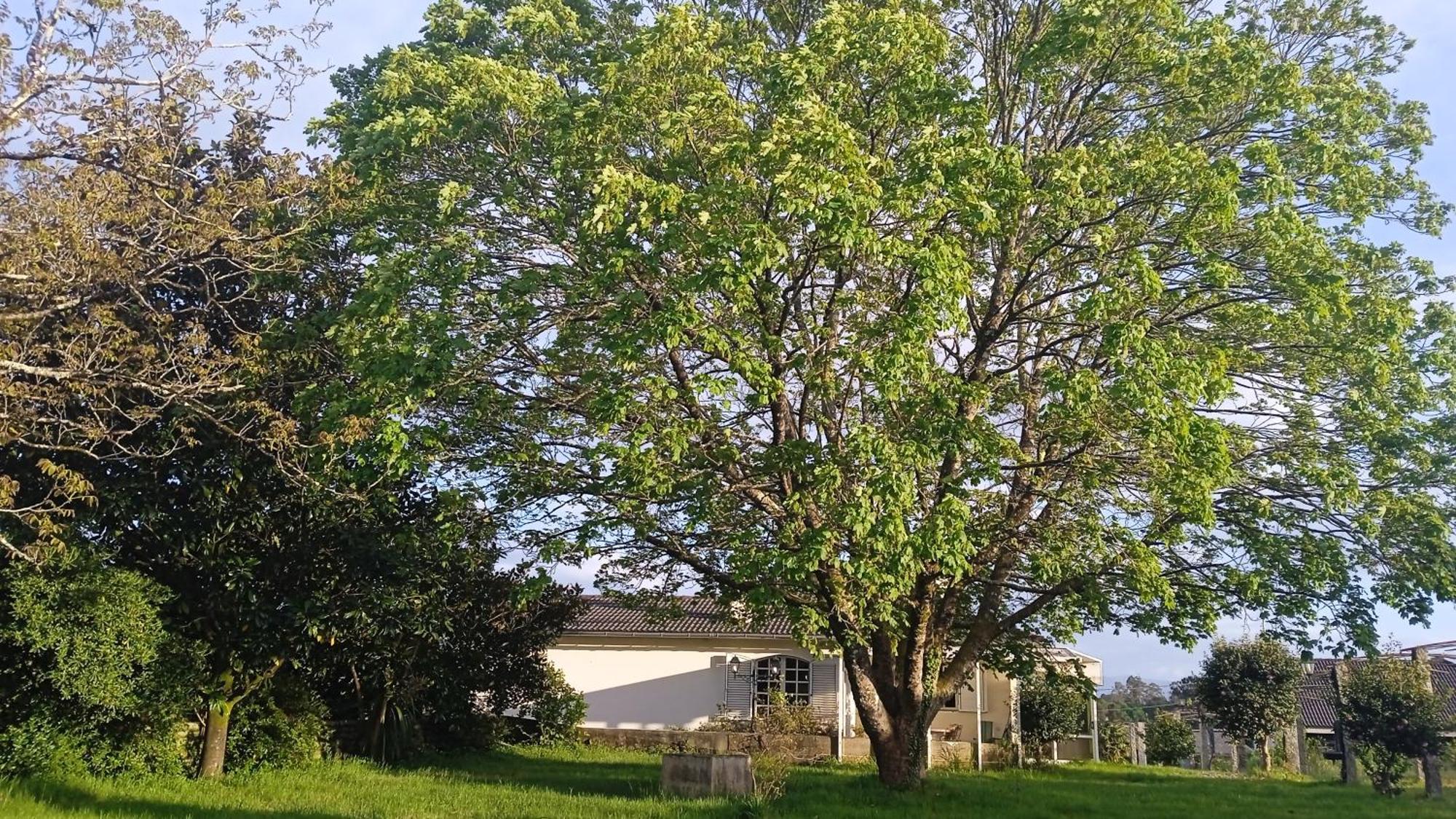 A Casa De Abelleira Ponteareas Bed & Breakfast Exterior photo